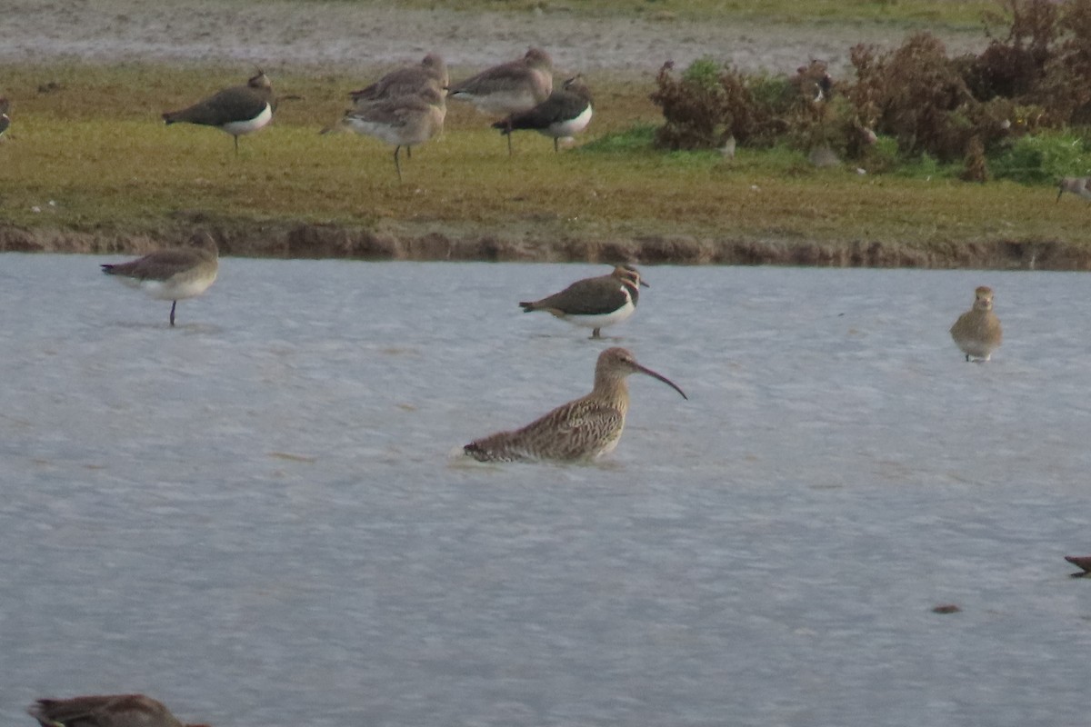 Морин тутгалжин - ML644647522