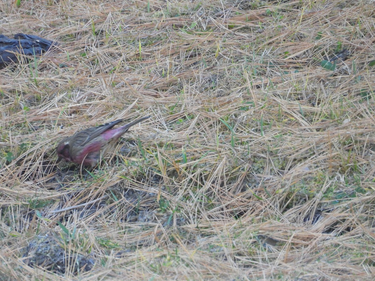 hýl alpínský - ML644647523