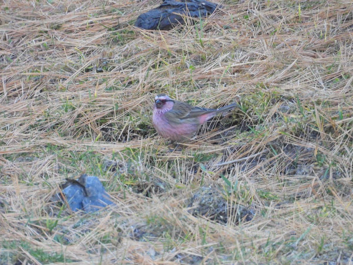 hýl alpínský - ML644647524