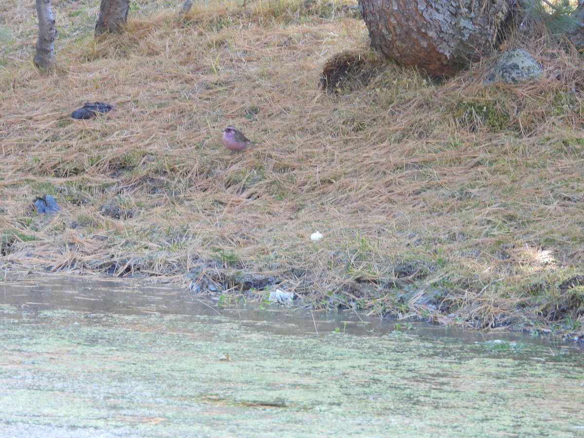 hýl alpínský - ML644647525