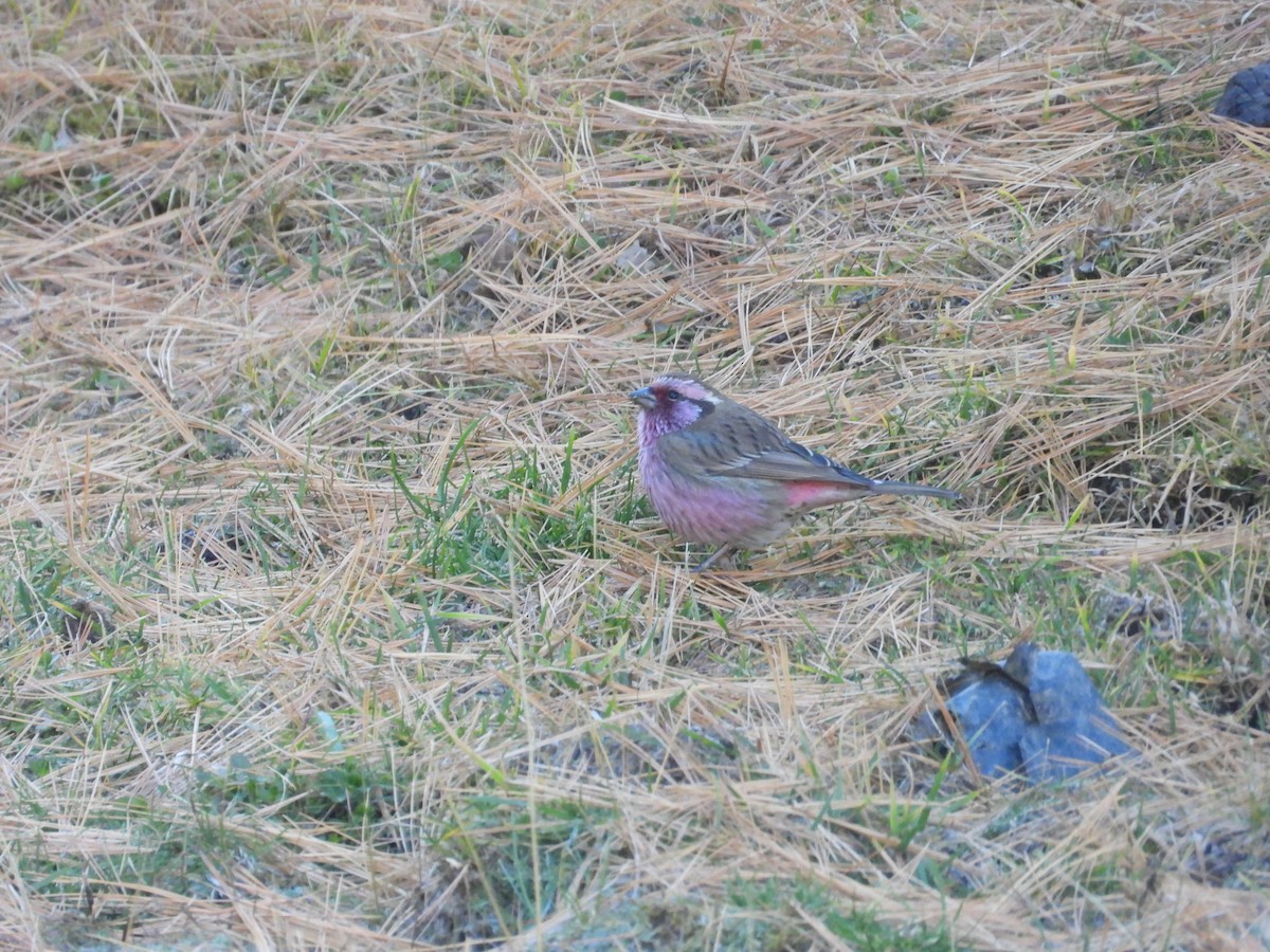 hýl alpínský - ML644647527