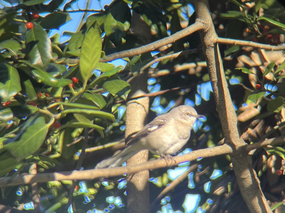 Пересмішник багатоголосий - ML644647528
