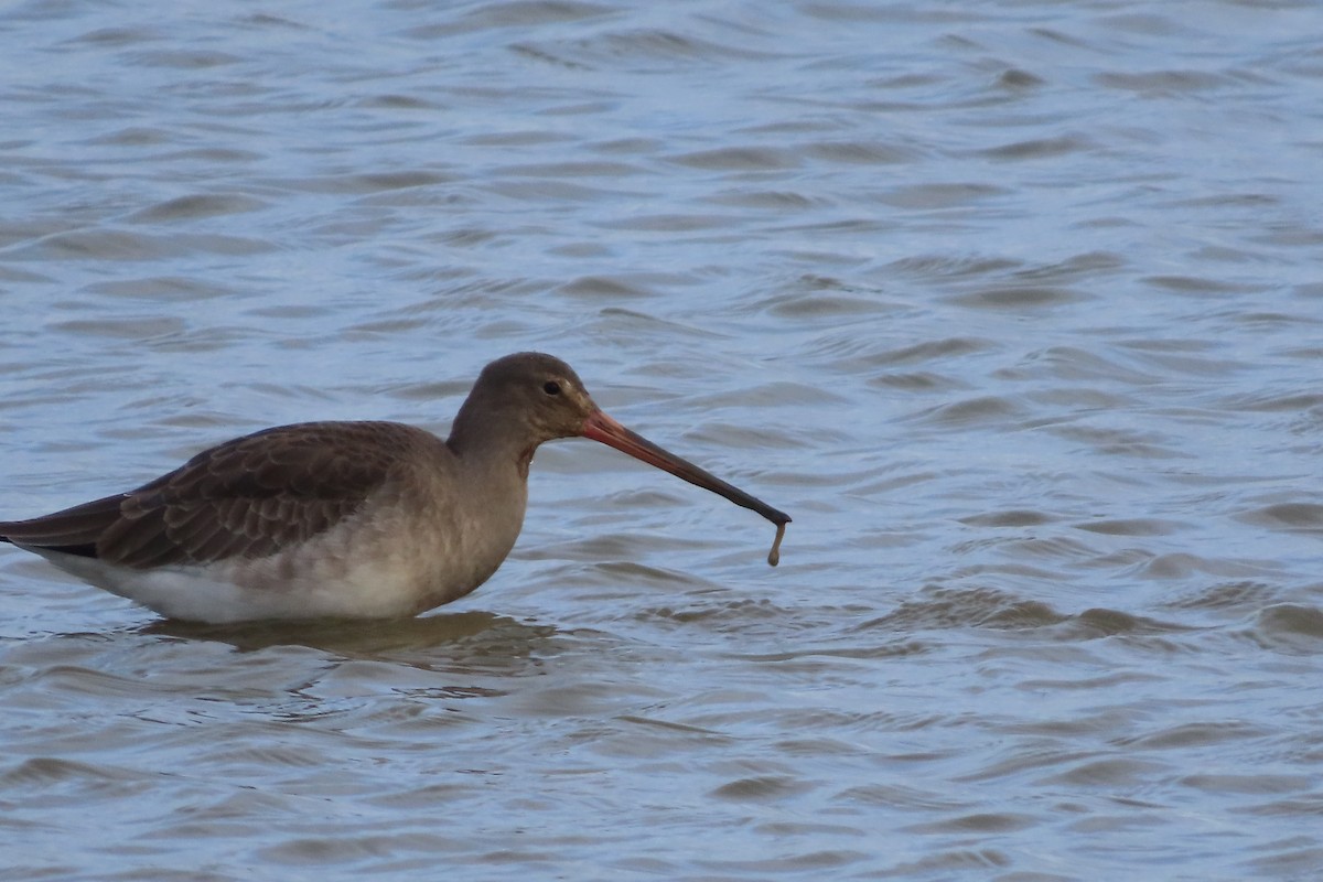 Black-tailed Godwit - christopher elmer
