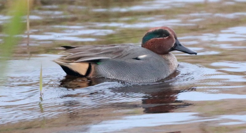 Чирянка мала - ML644647547