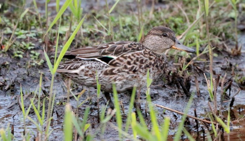 Чирянка мала - ML644647548