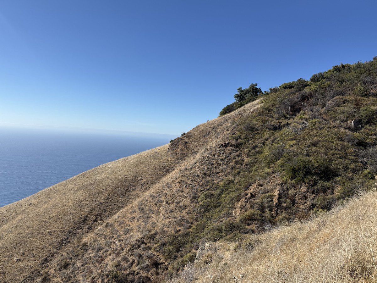 California Condor - ML644647549