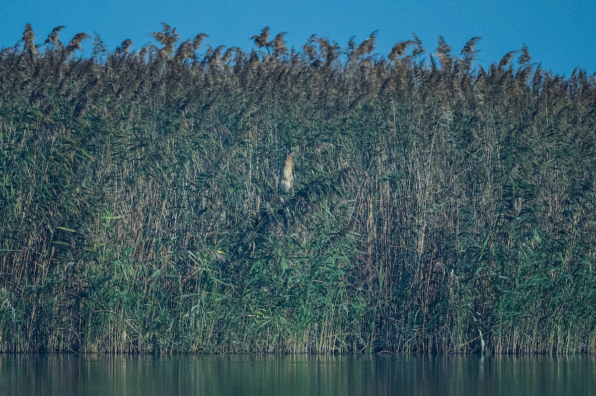 Eurasian Bittern - ML644647550