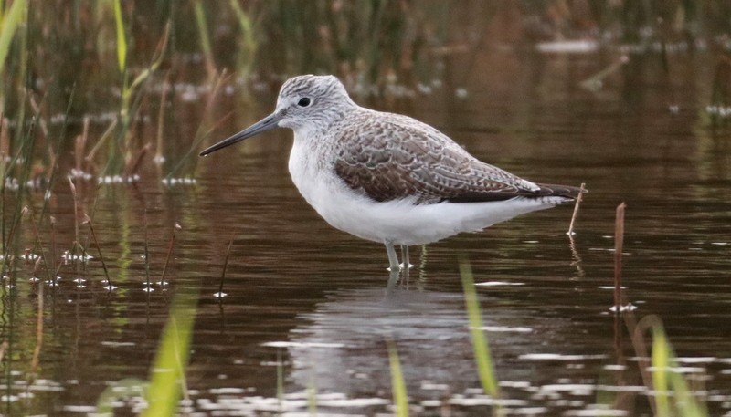 Common Greenshank - Kris Webb