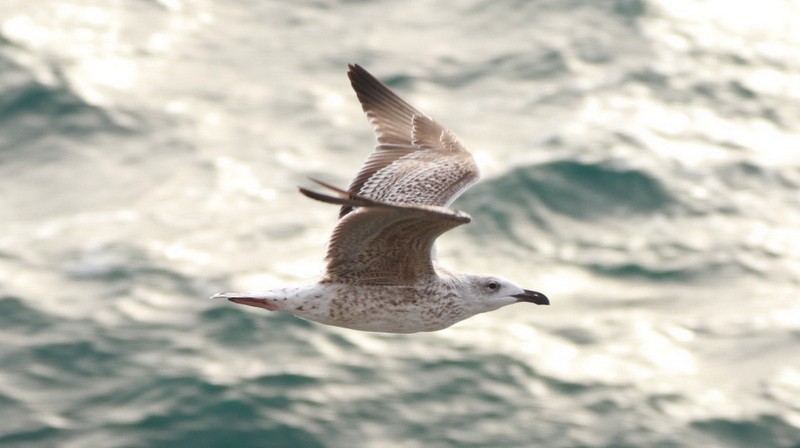 Great Black-backed Gull - Kris Webb