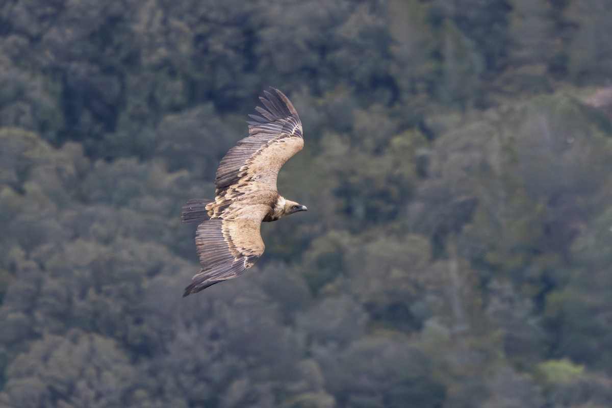 Eurasian Griffon - ML644647561