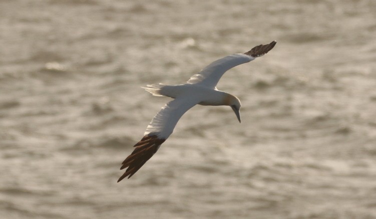 havsule - ML644647563