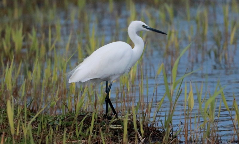Little Egret - Kris Webb