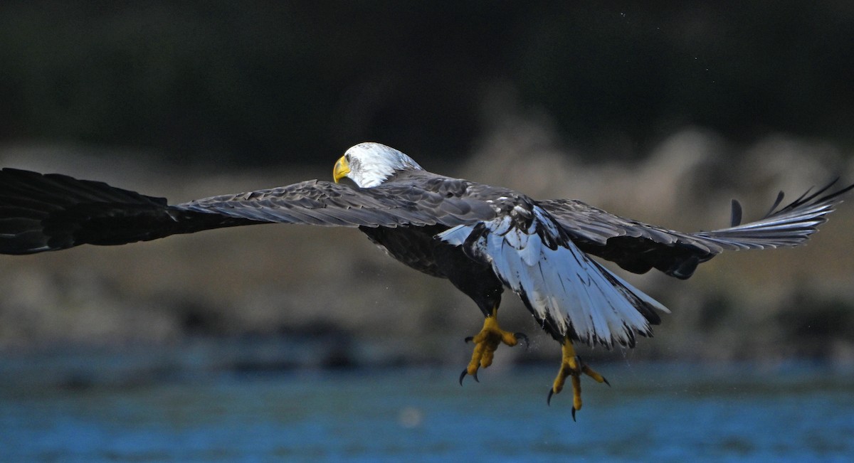 Bald Eagle - Paul Nale