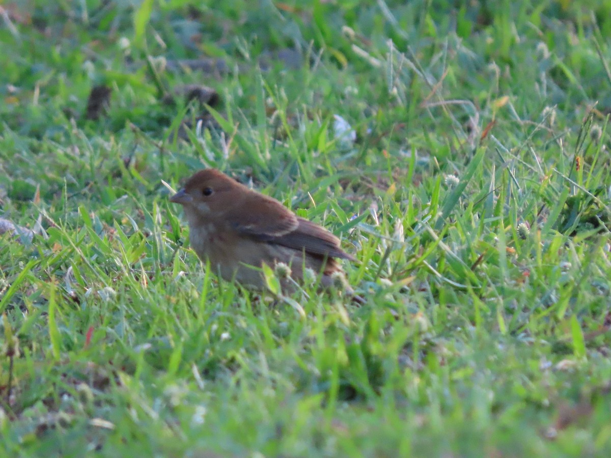 Indigo Bunting - Anuar Acosta