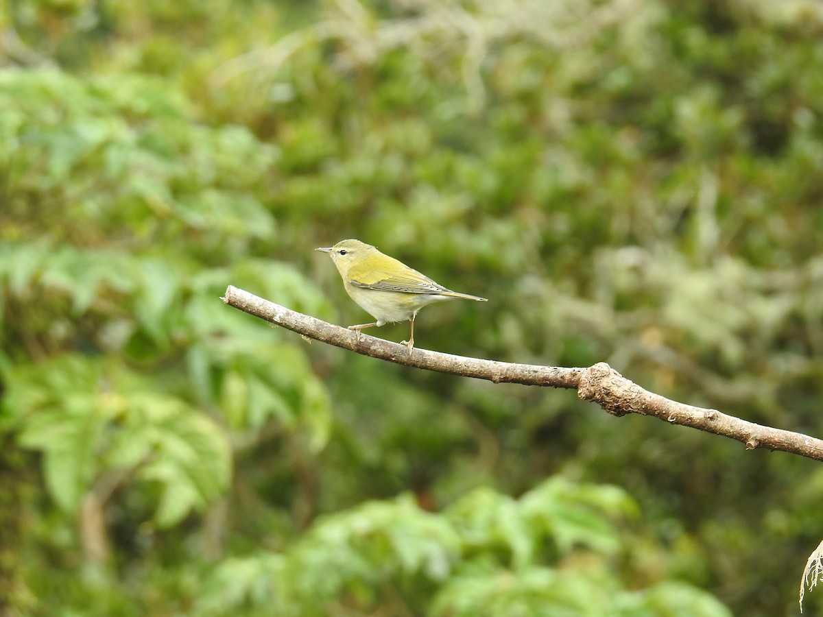 Tennessee Warbler - ML644647575