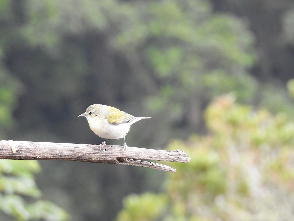 Tennessee Warbler - ML644647576
