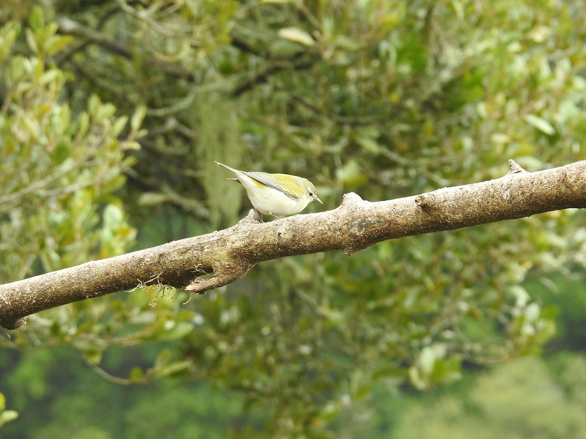 Tennessee Warbler - ML644647577