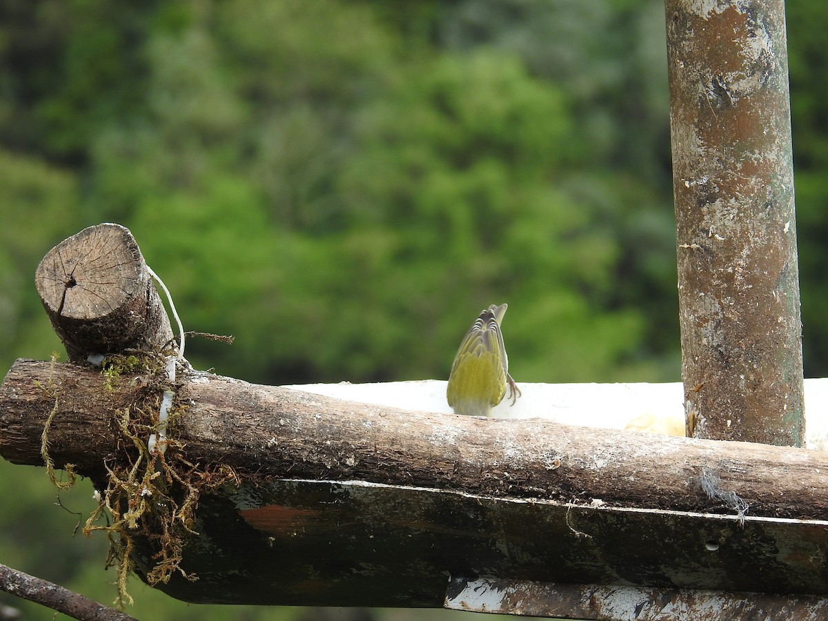 Tennessee Warbler - ML644647578