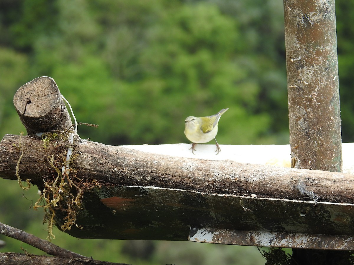 Tennessee Warbler - ML644647579