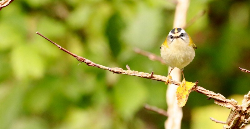Common Firecrest - ML644647581