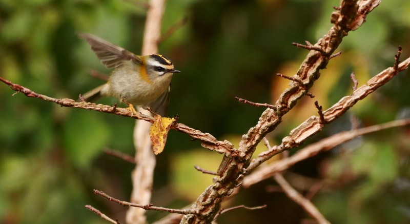 Common Firecrest - ML644647582