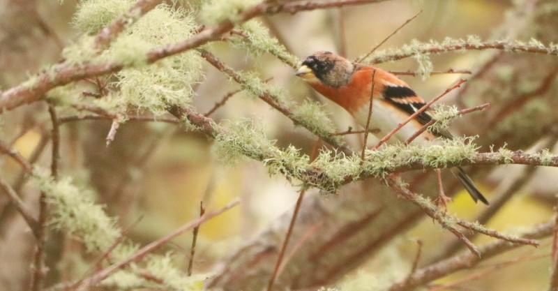 bjørkefink - ML644647584