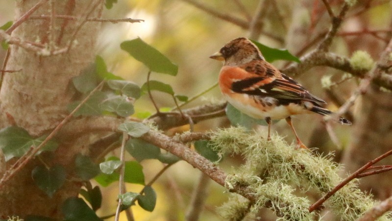 bjørkefink - ML644647585