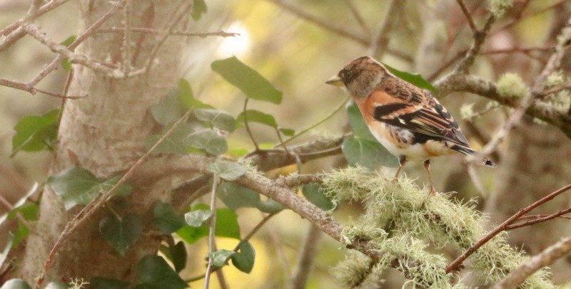 bjørkefink - ML644647586