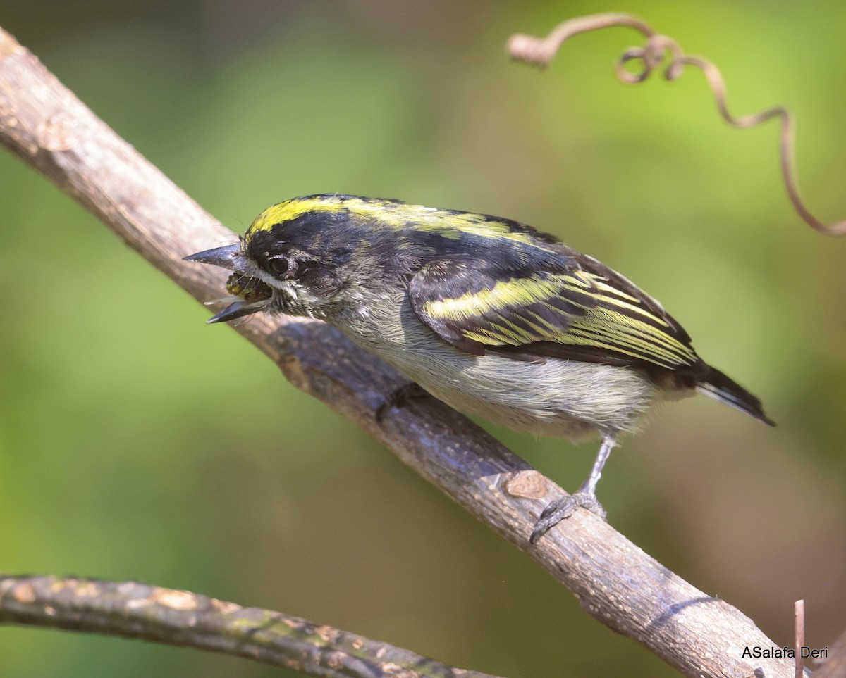 Western Tinkerbird (Angola) - ML644647587