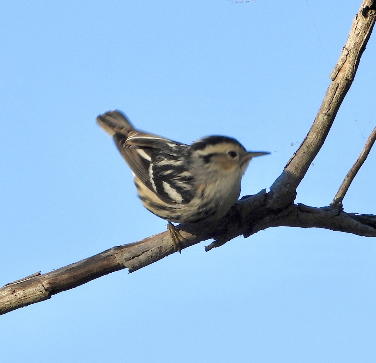 Black-and-white Warbler - Eve Waterman