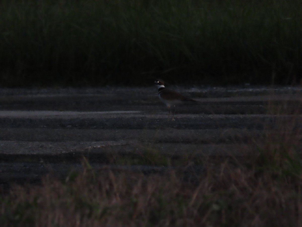 Killdeer - Anuar Acosta