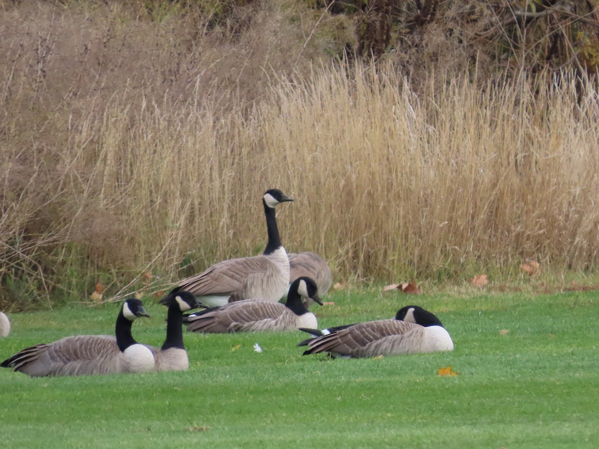 Canada Goose - Linda Walker