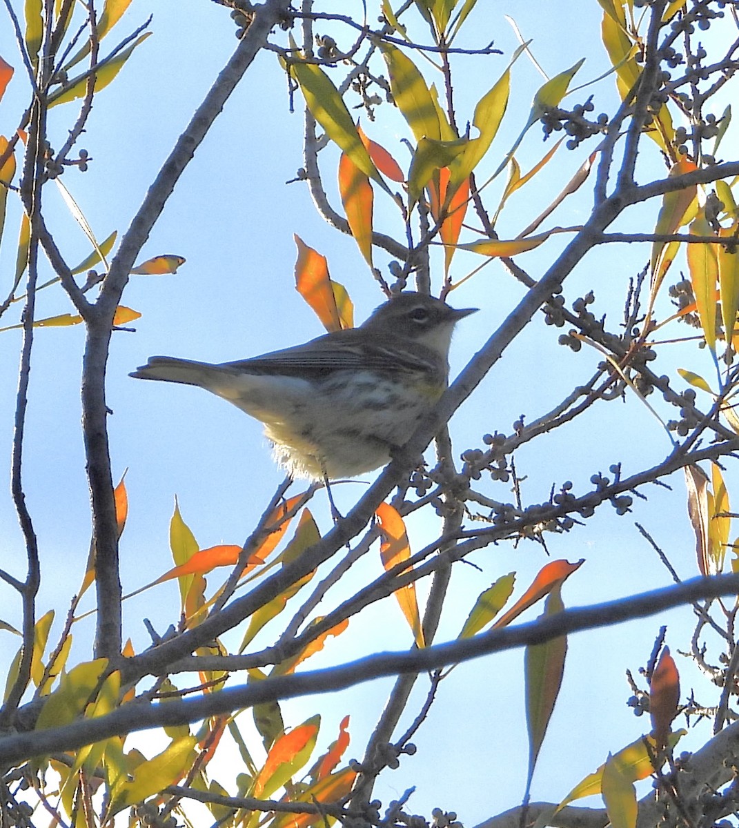 Yellow-rumped Warbler - Eve Waterman