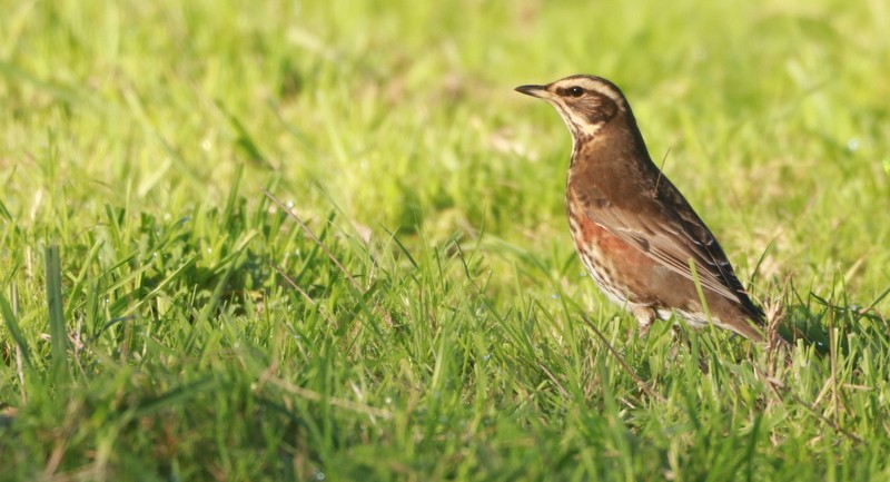 Цагаан хөмсөгт хөөндэй - ML644647598