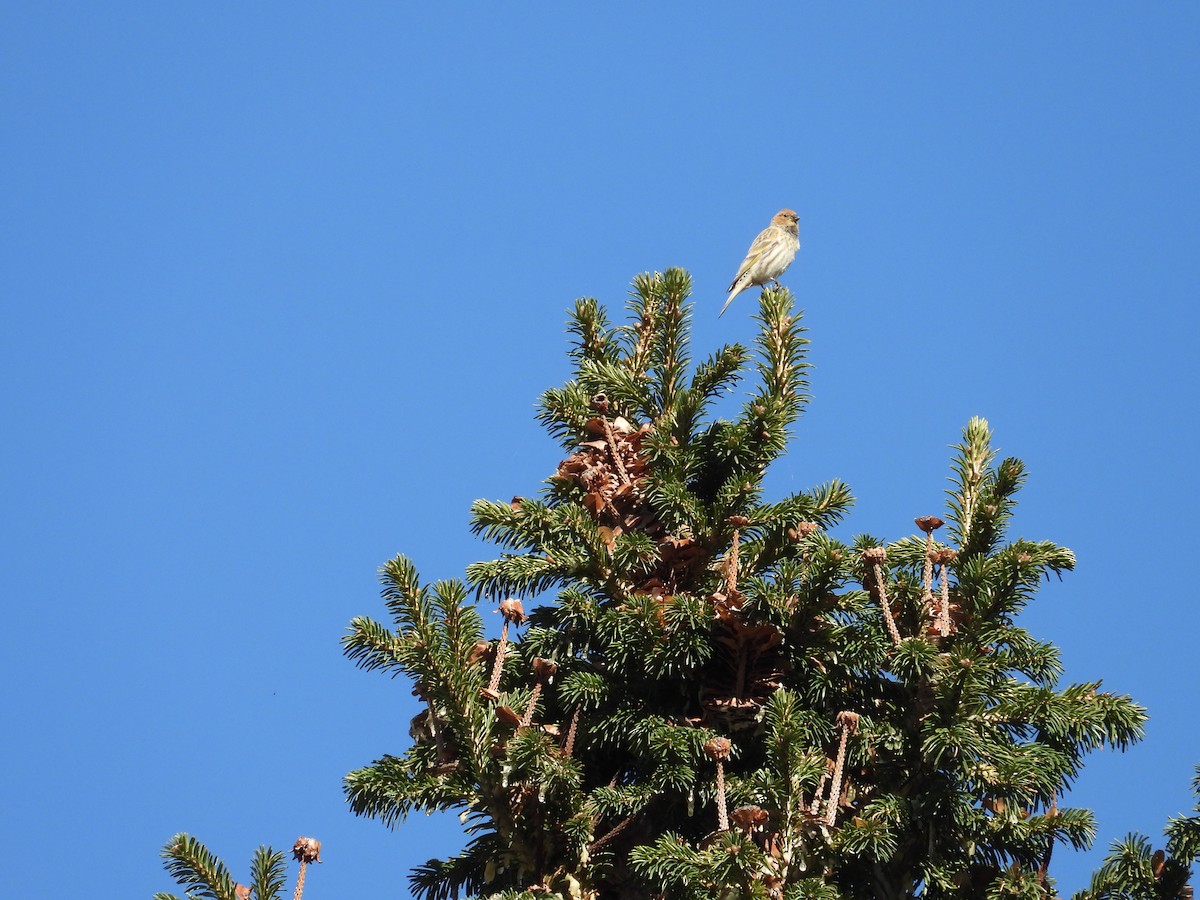 Fire-fronted Serin - Zafeer Ahmed Shaikh