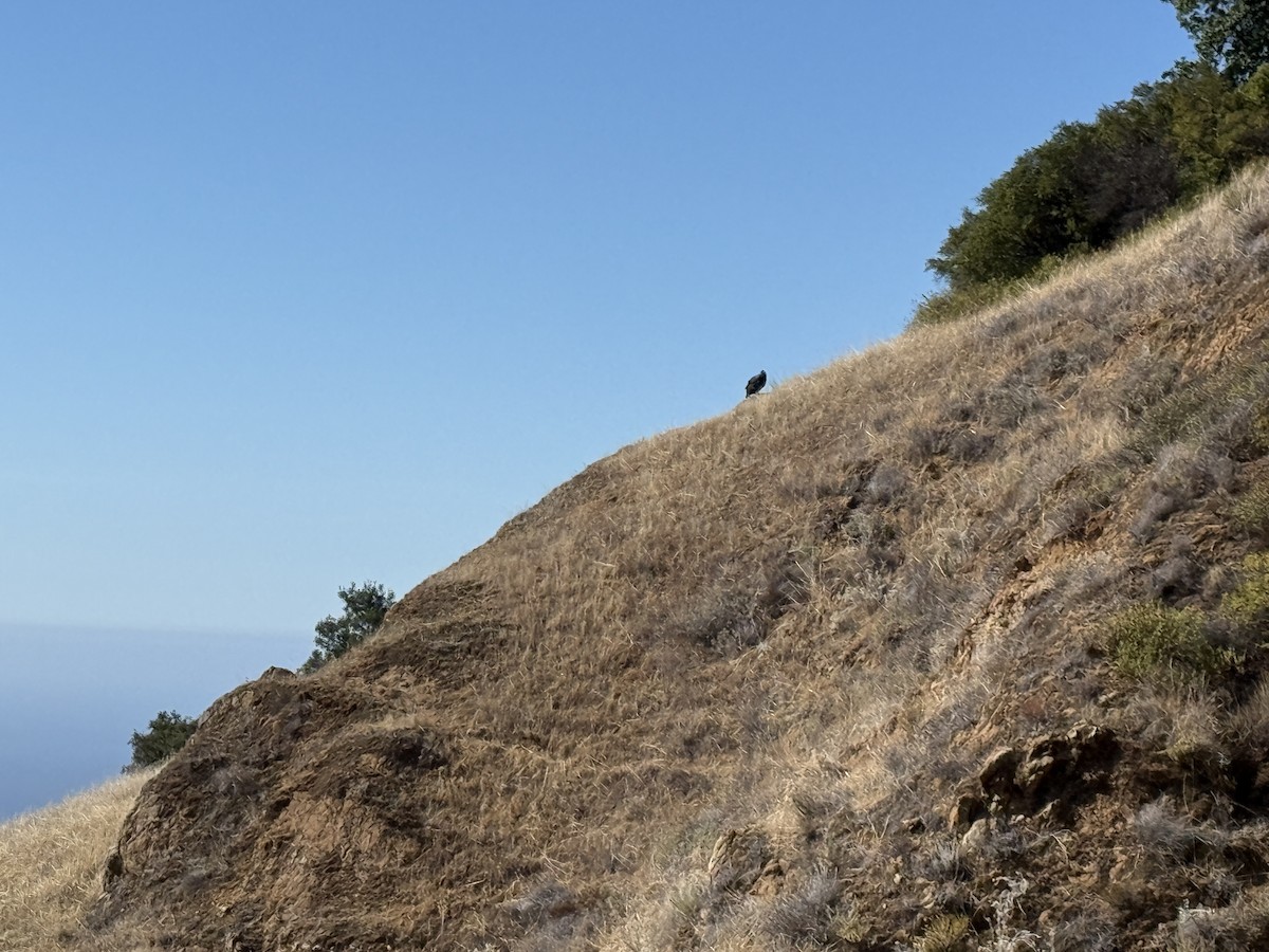 California Condor - ML644647602