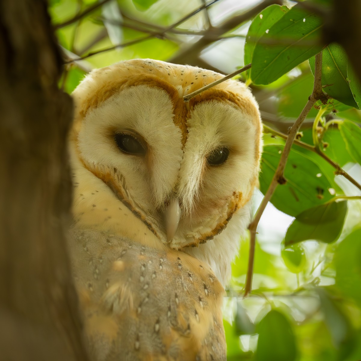 sova pálená - ML644647640