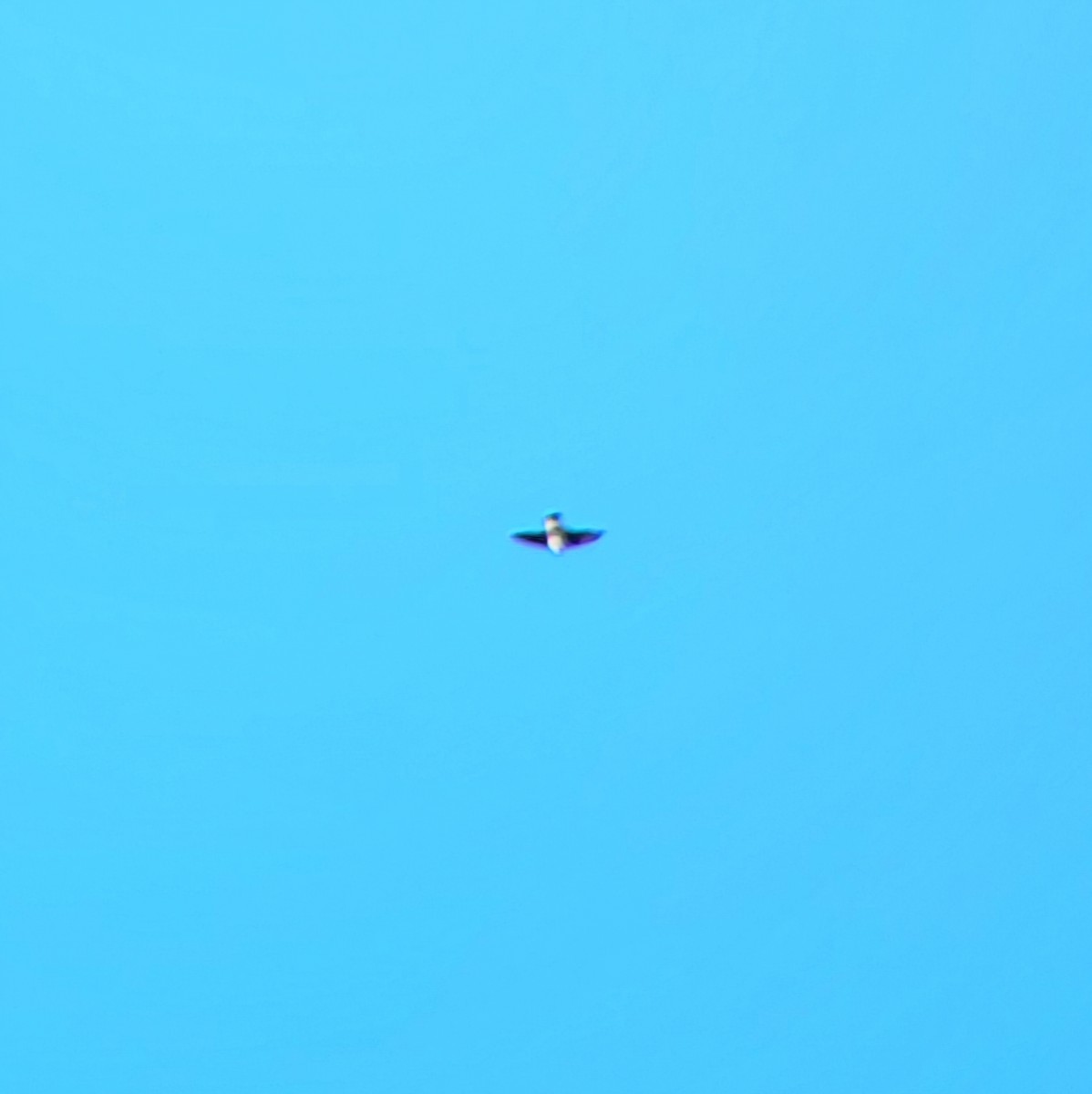 Cave Swallow - ML644647675