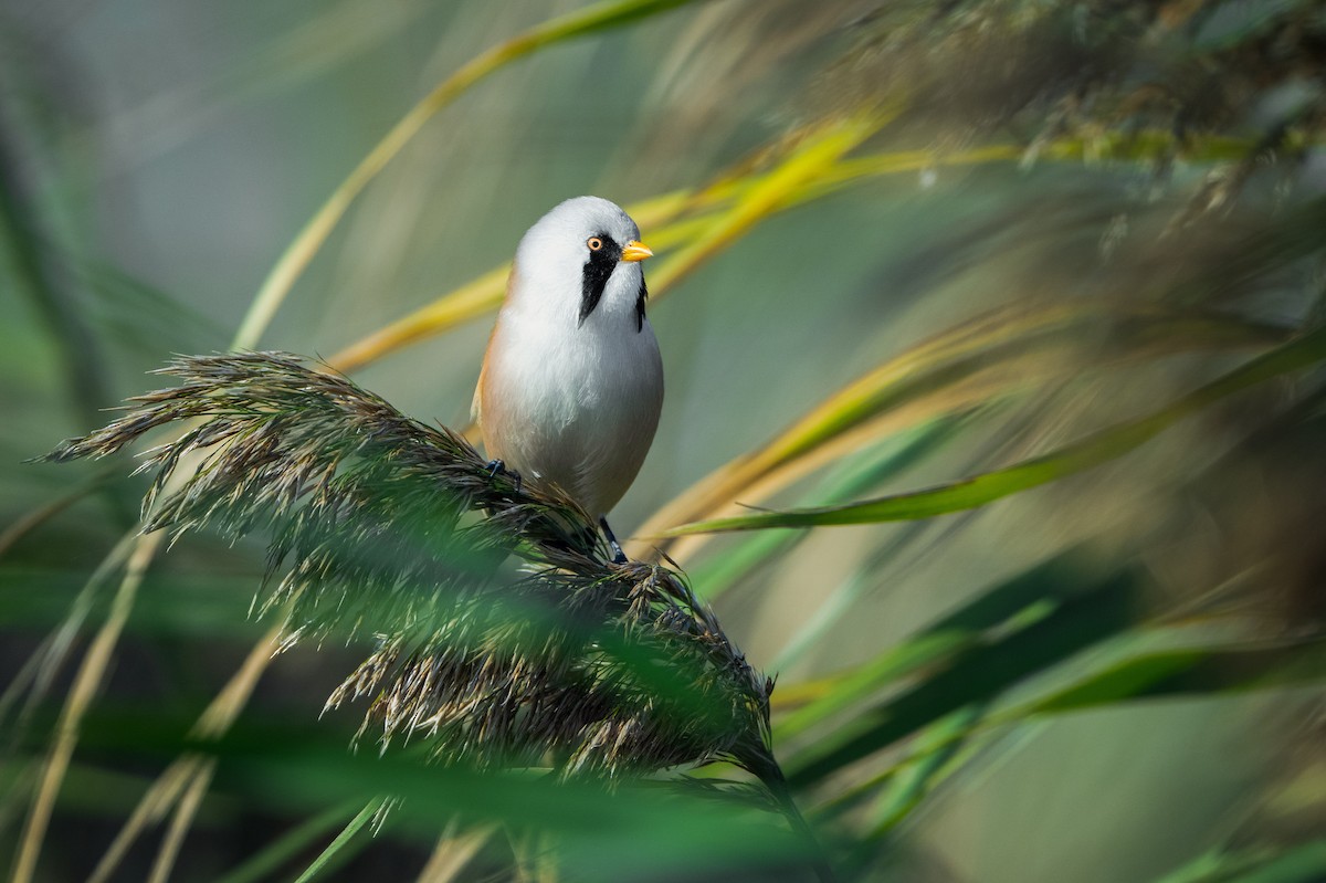 Bearded Reedling - ML644647681