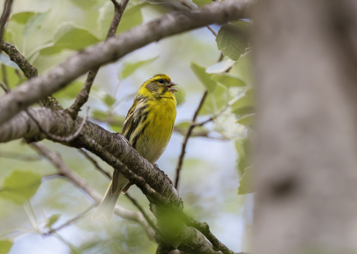 Girlitz - ML644647717