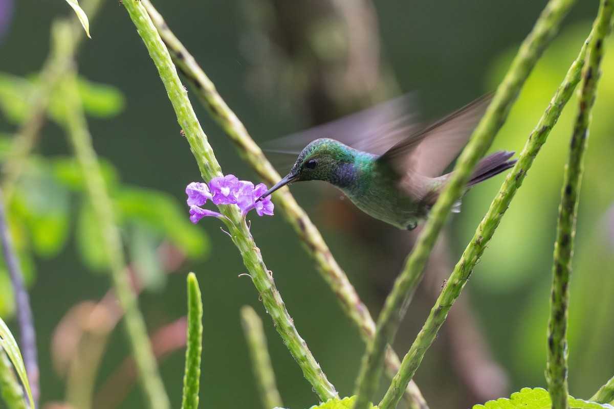 エメラルドハチドリ - ML644647719