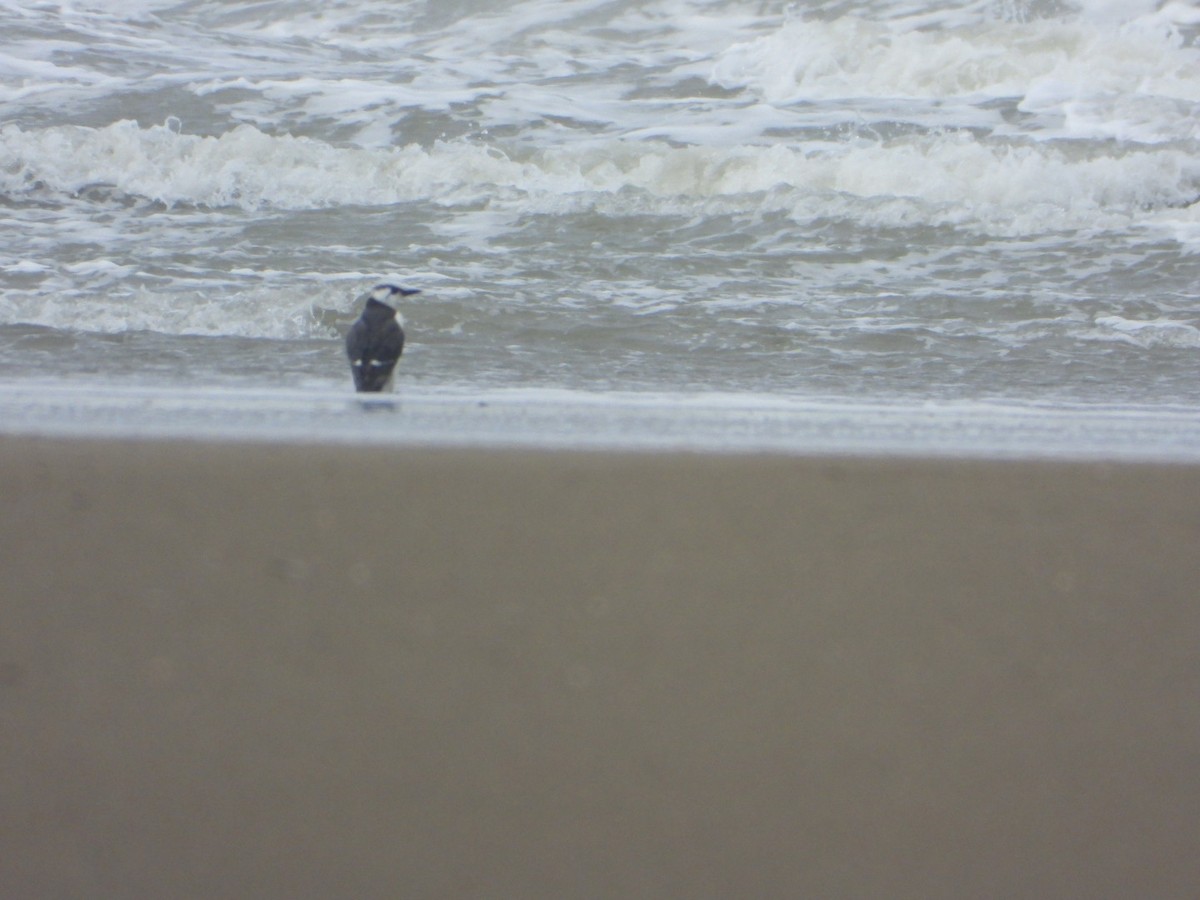 Common Murre - ML644647723