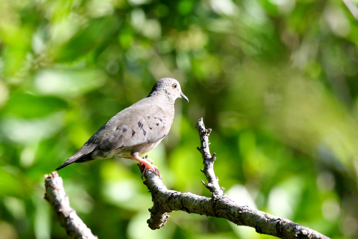 Common Ground Dove - ML644647725