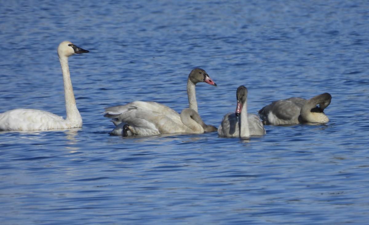 Cygne siffleur - ML644647729