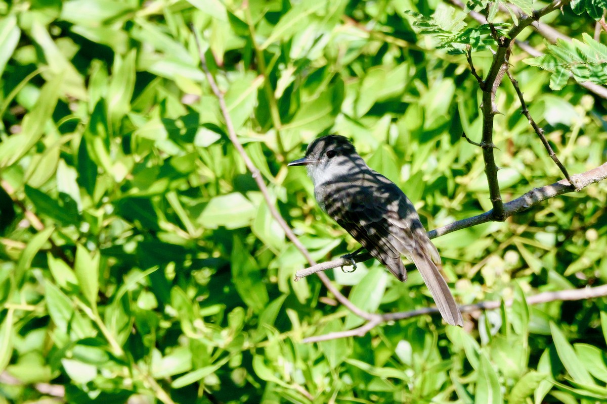 Lesser Antillean Pewee - ML644647735