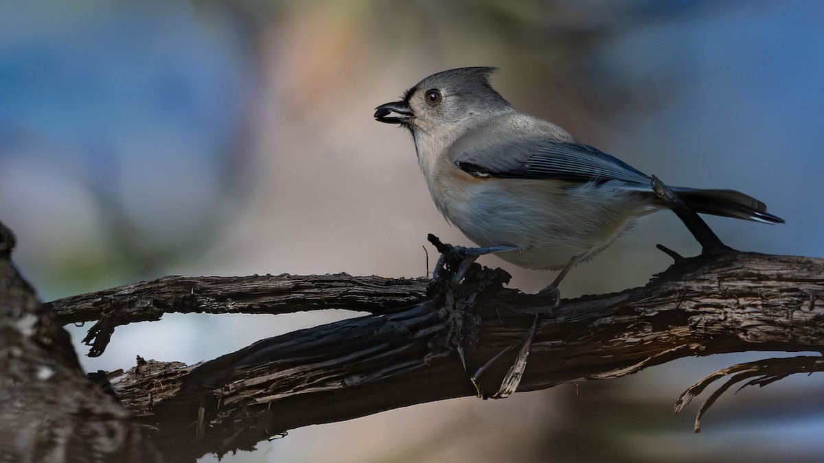Tufted Titmouse - ML644647736