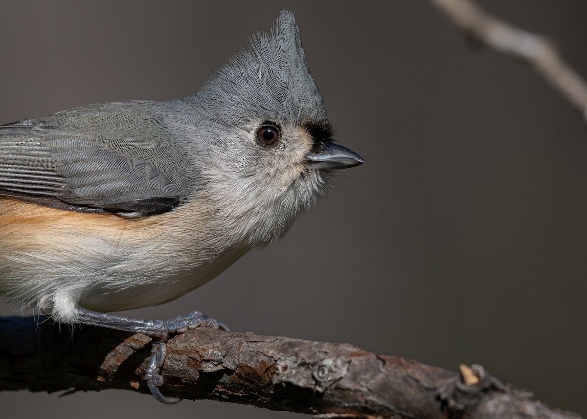 Tufted Titmouse - ML644647737