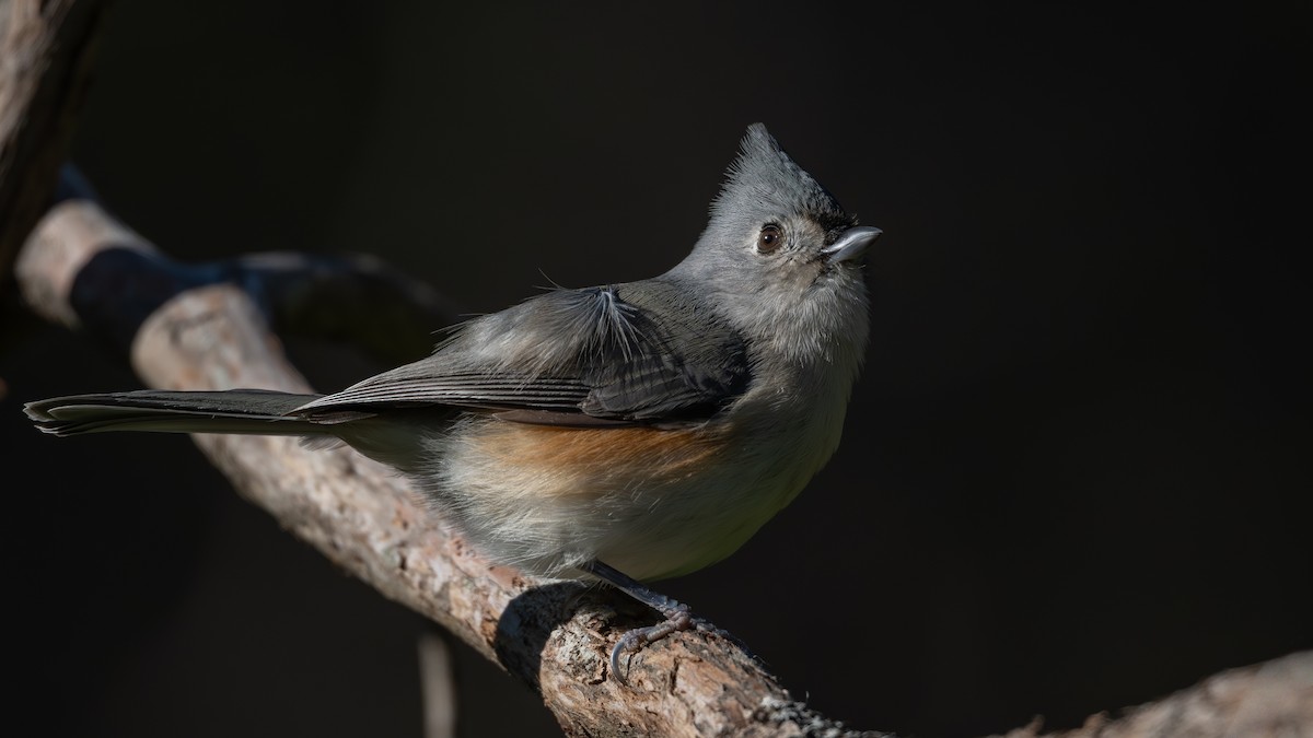 Tufted Titmouse - ML644647738
