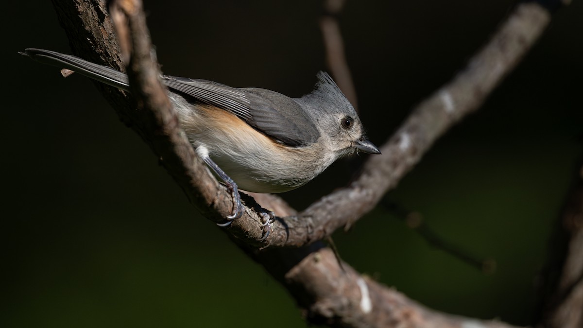 Tufted Titmouse - ML644647739