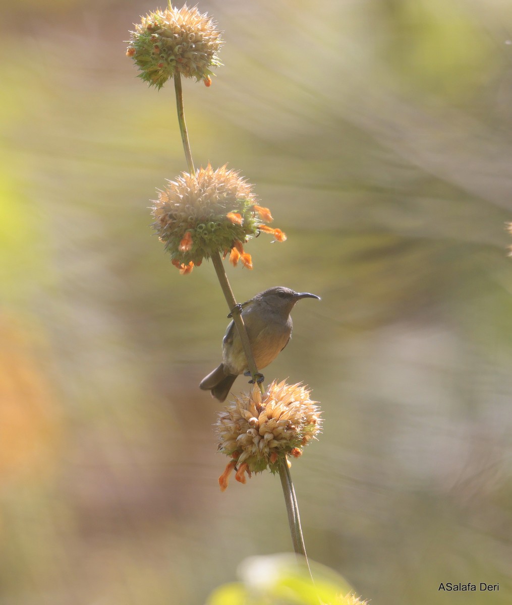 Montane Double-collared Sunbird (Western) - ML644647751